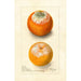 Citrus sinensis painting - Deborah Griscom Passmore — artwork view