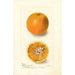 Citrus sinensis Bishops Favorite - Deborah Griscom Passmore — artwork view