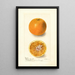 Citrus sinensis Bishops Favorite - Deborah Griscom Passmore — framed artwork on a wall