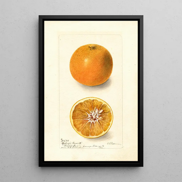 Citrus sinensis Bishops Favorite - Deborah Griscom Passmore — framed artwork on a wall