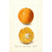 Citrus sinensis Brazilian - Deborah Griscom Passmore — artwork view