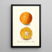 Citrus sinensis Brazilian - Deborah Griscom Passmore — framed artwork on a wall