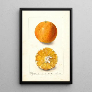 Deborah Griscom Passmore - Citrus sinensis Brazilian.webp