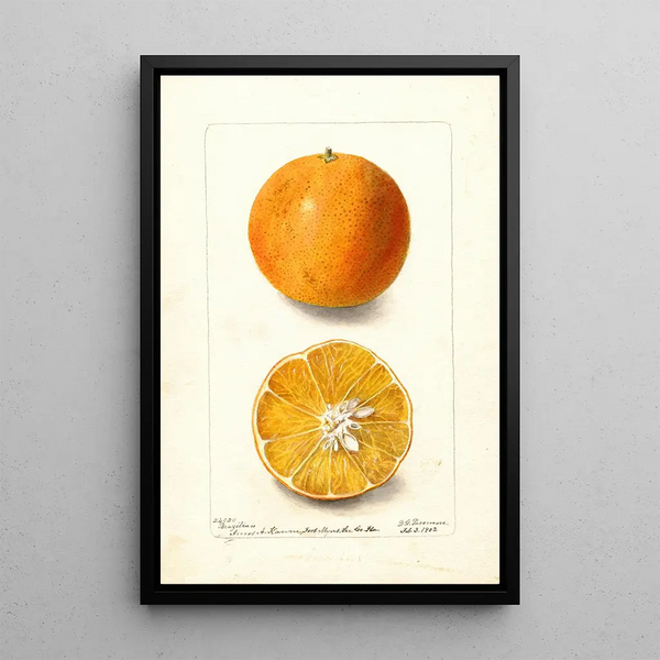 Citrus sinensis Brazilian - Deborah Griscom Passmore — framed artwork on a wall