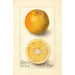Citrus sinensis Conners Seedling - Deborah Griscom Passmore — artwork view