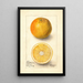 Citrus sinensis Conners Seedling - Deborah Griscom Passmore — framed artwork on a wall
