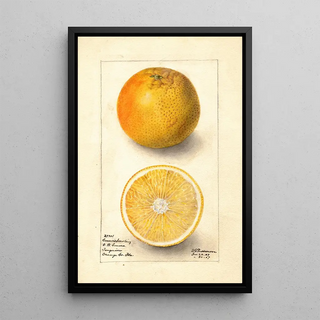 Deborah Griscom Passmore - Citrus sinensis Conners Seedling.webp