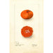 Citrus sinensis Early UnShu - Deborah Griscom Passmore — artwork view