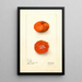 Citrus sinensis Early UnShu - Deborah Griscom Passmore — framed artwork on a wall