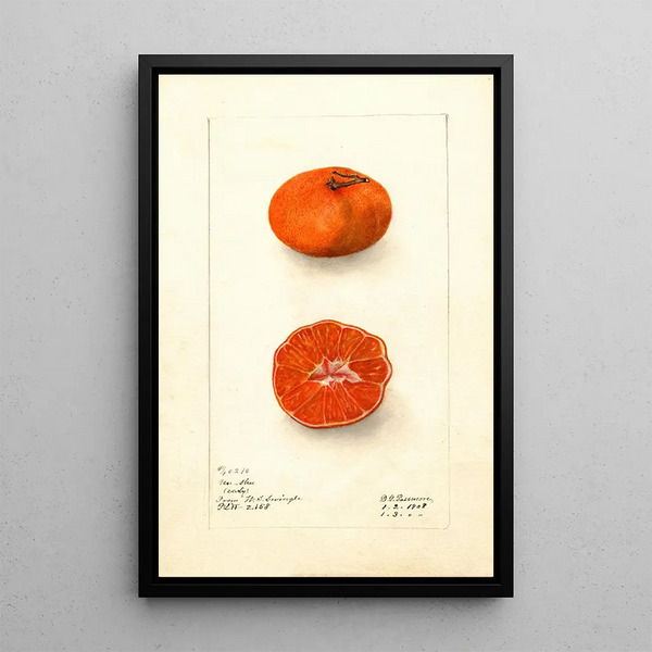 Citrus sinensis Early UnShu - Deborah Griscom Passmore — framed artwork on a wall