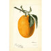 Citrus sinensis Joppa - Deborah Griscom Passmore — artwork view