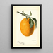 Citrus sinensis Joppa - Deborah Griscom Passmore — framed artwork on a wall