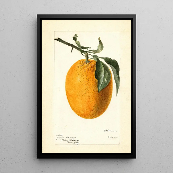 Citrus sinensis Joppa - Deborah Griscom Passmore — framed artwork on a wall