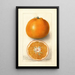 Reproduction of the painting Citrus sinensis Thornton No - Deborah Griscom Passmore