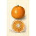 Reproduction of the painting Citrus sinensis Thornton No - Deborah Griscom Passmore