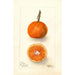 Reproduction of the painting Citrus sinensis UnShu - Deborah Griscom Passmore
