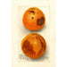 Citrus sinensis Washington Navel - Deborah Griscom Passmore — artwork view