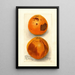 Citrus sinensis Washington Navel - Deborah Griscom Passmore — framed artwork on a wall