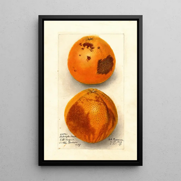 Citrus sinensis Washington Navel - Deborah Griscom Passmore — framed artwork on a wall