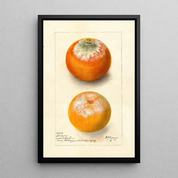 Citrus sinensis painting - Deborah Griscom Passmore — framed artwork on a wall