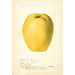 Cydonia oblonga Chinese - Deborah Griscom Passmore — artwork view