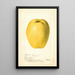 Cydonia oblonga Chinese - Deborah Griscom Passmore — framed artwork on a wall