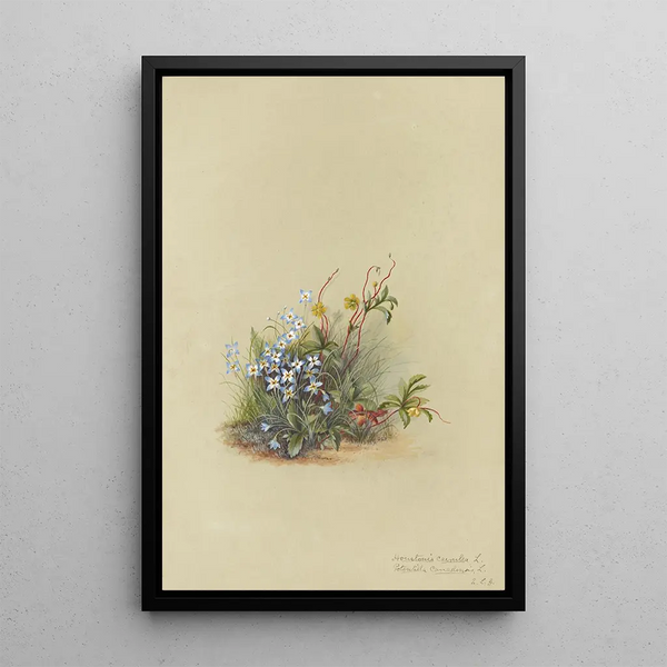 Album of Watercolors by Deborah Griscom Passmore Pl43 - Deborah Griscom Passmore — framed artwork on a wall