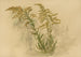 Album of Watercolors by Pl73 - Deborah Griscom Passmore — artwork view