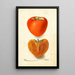 Reproduction of the painting Diospyros Axtill - Deborah Griscom Passmore