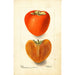 Reproduction of the painting Diospyros Axtill - Deborah Griscom Passmore