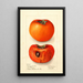 Reproduction of the painting Diospyros Godbeys Seedless - Deborah Griscom Passmore