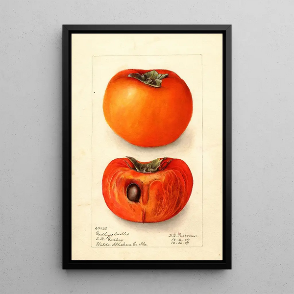 Reproduction of the painting Diospyros Godbeys Seedless - Deborah Griscom Passmore
