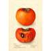 Reproduction of the painting Diospyros Godbeys Seedless - Deborah Griscom Passmore