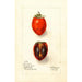 Diospyros Zengi Maru - Deborah Griscom Passmore — artwork view