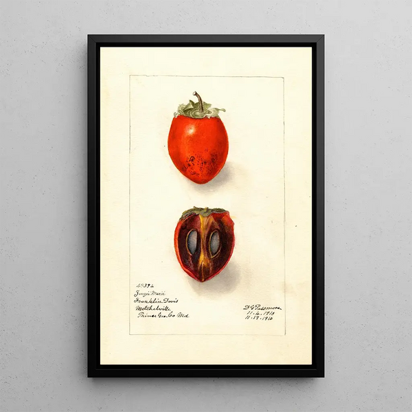 Diospyros Zengi Maru - Deborah Griscom Passmore — framed artwork on a wall