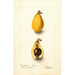 Eriobotrya japonica Advance - Deborah Griscom Passmore — artwork view