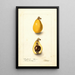 Eriobotrya japonica Advance - Deborah Griscom Passmore — framed artwork on a wall