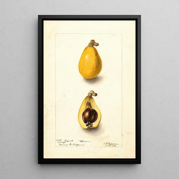 Eriobotrya japonica Advance - Deborah Griscom Passmore — framed artwork on a wall