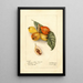 Reproduction of the painting Eriobotrya japonica Baronne Hall - Deborah Griscom Passmore