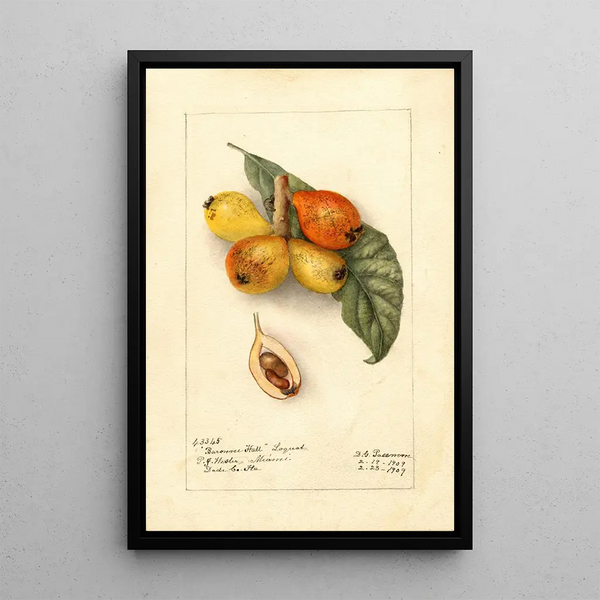 Reproduction of the painting Eriobotrya japonica Baronne Hall - Deborah Griscom Passmore