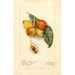Reproduction of the painting Eriobotrya japonica Baronne Hall - Deborah Griscom Passmore