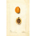 Eriobotrya japonica Premier - Deborah Griscom Passmore — artwork view