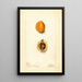 Eriobotrya japonica Premier - Deborah Griscom Passmore — framed artwork on a wall
