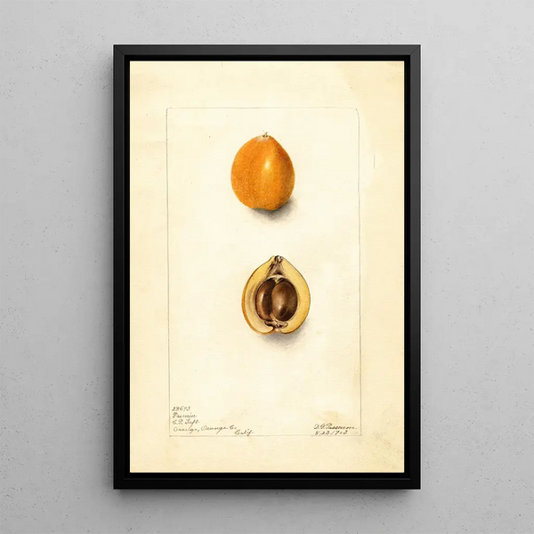 Eriobotrya japonica Premier - Deborah Griscom Passmore — framed artwork on a wall