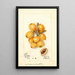 Reproduction of the painting Eriobotrya japonica Scala - Deborah Griscom Passmore