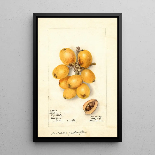 Reproduction of the painting Eriobotrya japonica Scala - Deborah Griscom Passmore