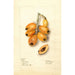 Eriobotrya japonica Victor - Deborah Griscom Passmore — artwork view