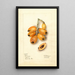 Eriobotrya japonica Victor - Deborah Griscom Passmore — framed artwork on a wall