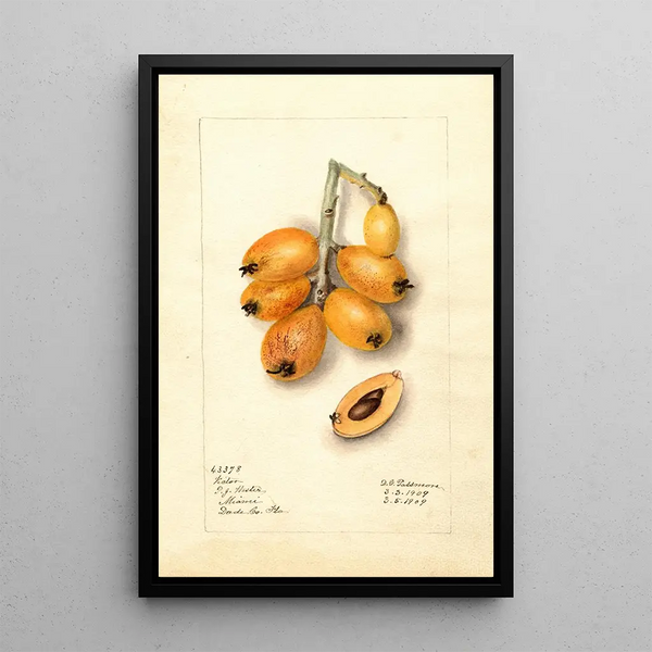 Eriobotrya japonica Victor - Deborah Griscom Passmore — framed artwork on a wall