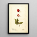 Reproduction of the painting Eugenia uniflora - Deborah Griscom Passmore
